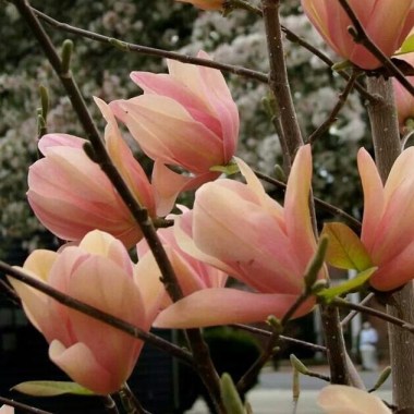 Magnolia-Coral-lake-e1581004833186 (1)
